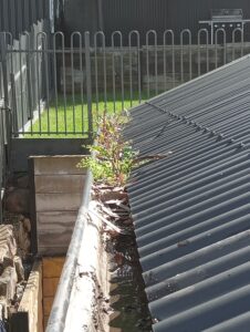 Gutter Cleaning Near Me in Adelaide